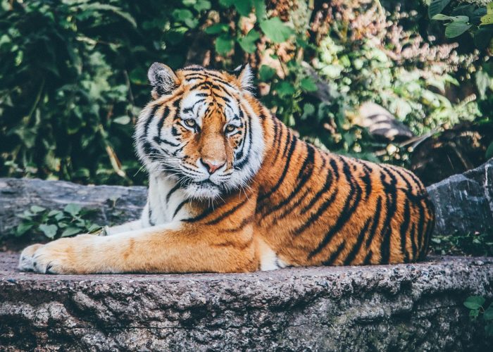tiger, feline, nature, stripes, big cat, safari, wild cat, wildlife, animal, zoo