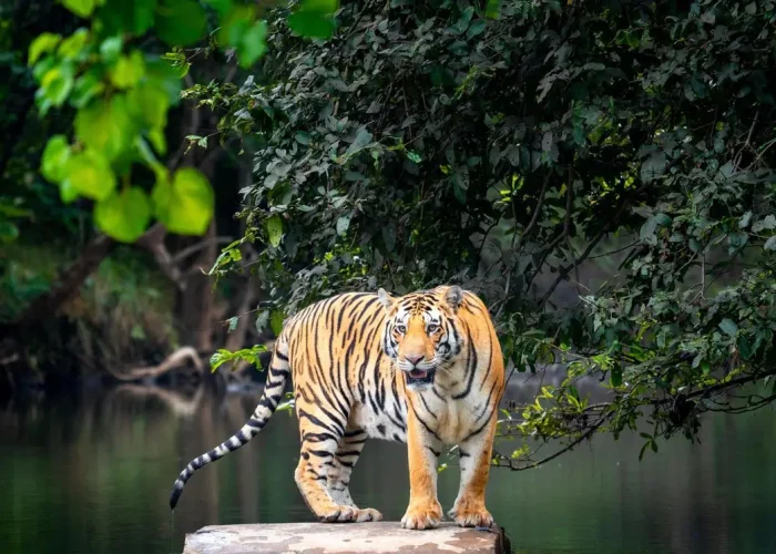 Majestic tiger stands on rock amidst vibrant jungle, showcasing wildlife beauty.