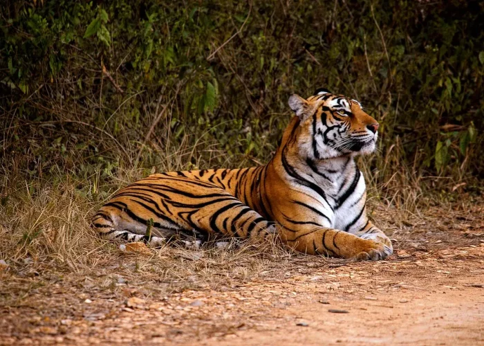 Majestic Bengal tiger resting in the Rajasthan forest, India.