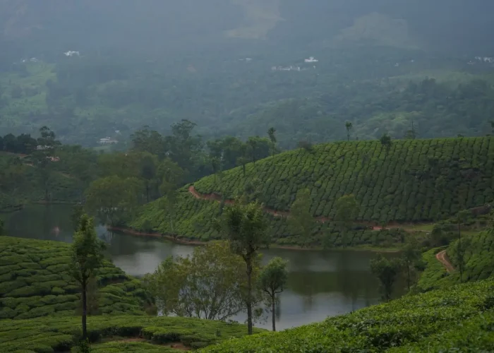 Explore the serene landscape of Munnar's tea plantations with lush greenery and tranquil water.